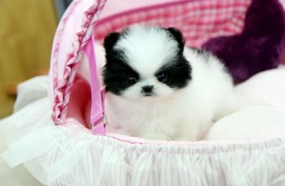 Zwergspitz / Pomeranian Welpen
