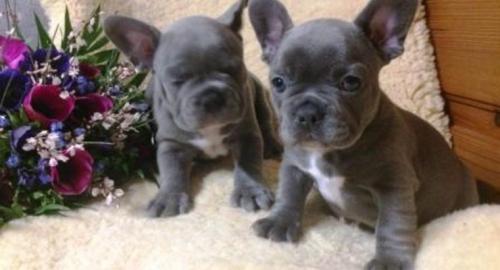 Reinrassige Franz�sische Bulldogge Welpe