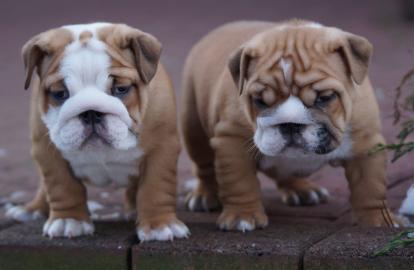 English / Englische Bulldoggen Welpen mi