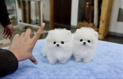 Pomeranian und Pomchi Welpen