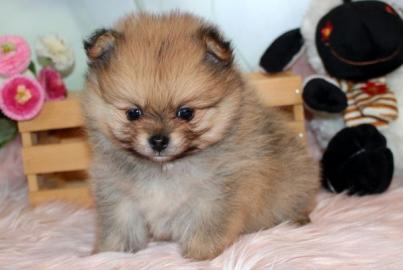 Pomeranian und Pomchi Welpen