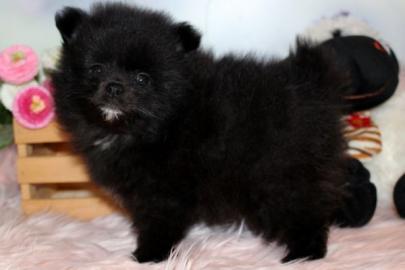 Pomeranian und Pomchi Welpen