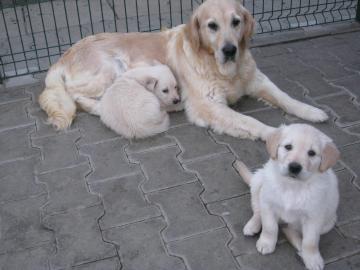 golden retriever