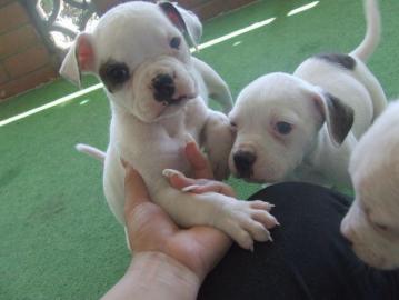 Amerikanische Bulldogge Welpen