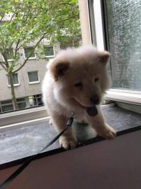 Chow Chow Welpen