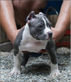 Reinrassige American Pit Bull Terrier We