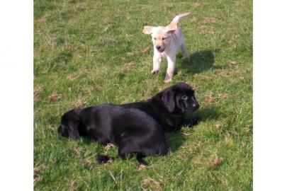 Labradorwelpen mit Papieren. 