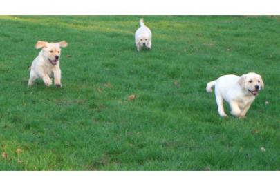Labradorwelpen mit Papieren. 