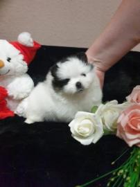 Sch�n Pomeranian Zwergspitz boo weiss We