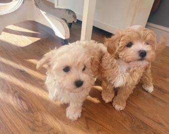 Sch?ne Maltipoo-Welpen