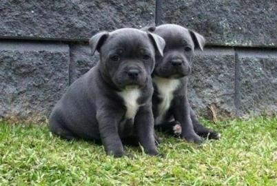 Spezielle kleine Pitbull Welpen