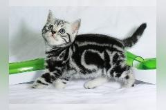 BKH Whiskas Kitten absofort abzugeben