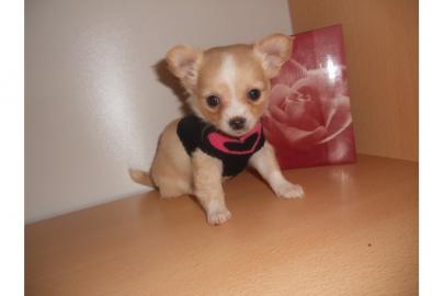 MINI MINI Chihuahua Preis: 150