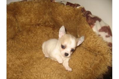 MINI MINI Chihuahua Preis: 150