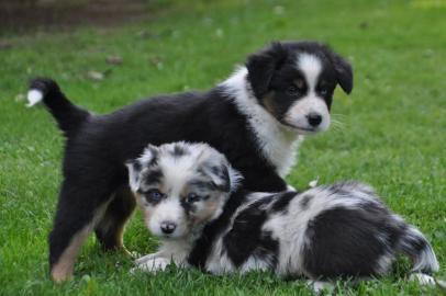 Australian Shepherd Welpen mit ASCA Papi