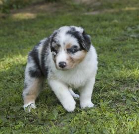 Australian Shepherd Welpen mit ASCA Papi