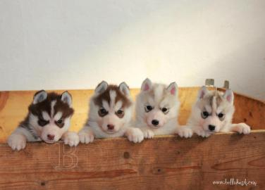 Siberian Husky Welpen zu verkaufen