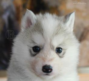 Siberian Husky Welpen zu verkaufen