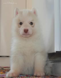 Siberian Husky Welpen zu verkaufen