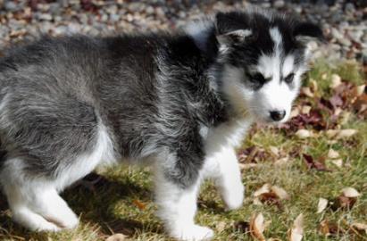 Typvolle Siberian Husky Welpen neues Zuh