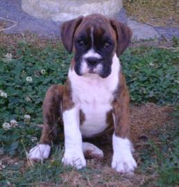 Boxer Welpen zur Annahme