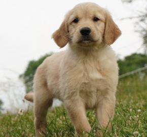 Golden Retriever puppies
