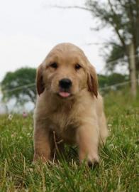 Golden Retriever puppies