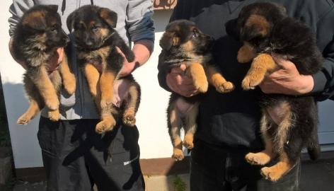 Deutsche Sch�ferhundwelpen