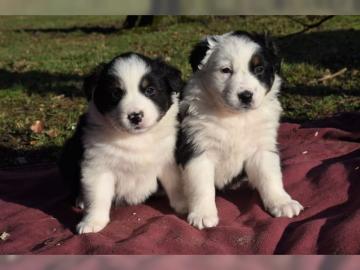 Australian Shepherd Welpen
