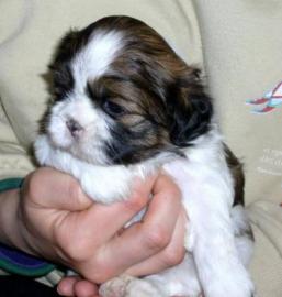 Wundersch�ne, verspielte Shih-Tzu (R�den