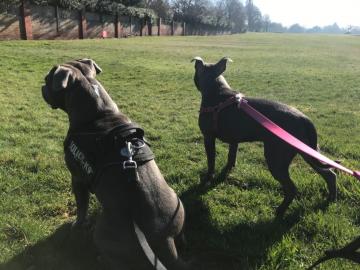Blue Staffordshire Bullterrier Welpen