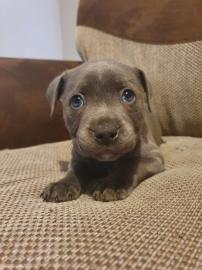Blue Staffordshire Bullterrier Welpen