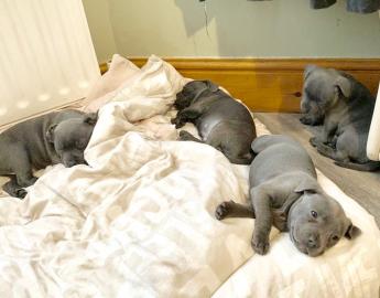 Blue Staffordshire Bullterrier Welpen