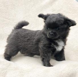 Chihuahua Welpen kurzhaarig