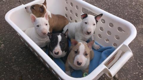 Miniature Bull Terrier Welpen geimpft,