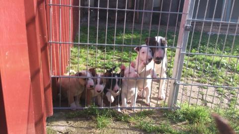 Miniature Bull Terrier Welpen geimpft,