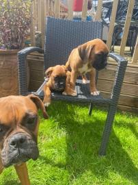 Boxerwelpen
