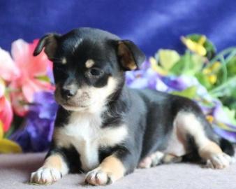 Chihuahua Puppy
