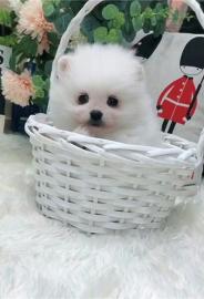 Pomeranien Welpen