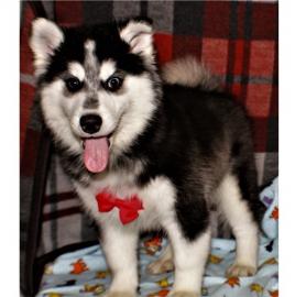 s��e Pomsky Welpen