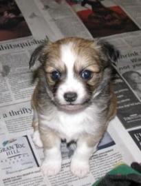 chihuahua pups nu klaar voor nieuwe woni