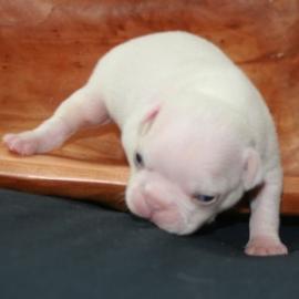 Franz�sisch Bulldog