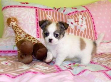 Traumhafte Chihuahuawelpen aus seri�ser