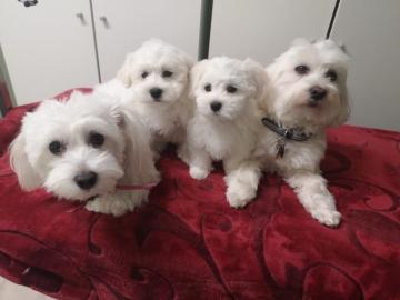 Gesunde S??e Mini Malteser Welpen