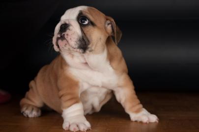 Englisch Bulldog Welpen 100% Rassehunde