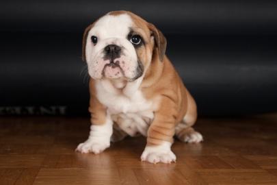 Englisch Bulldog Welpen 100% Rassehunde
