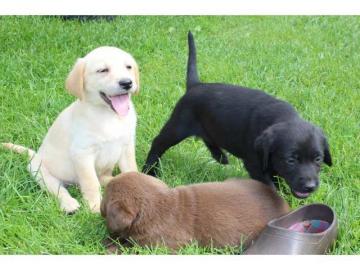 S�sse Wundersch�ne Golden Retriever Welp