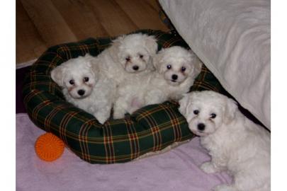 Malteserwelpen mit Puppengesicht