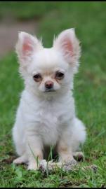 Chihuahua-Welpe f�r Ihre Familie