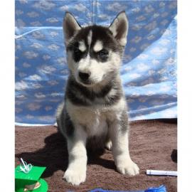 Wundersch�ne Siberian Husky Welpen